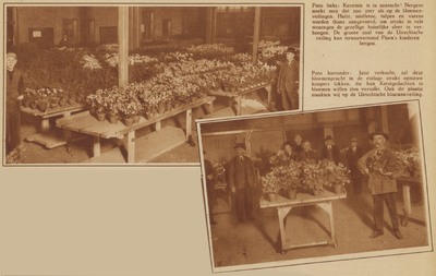 873379 Collage van 2 foto's betreffende de veiling van kerstbloemen en -planten in het gebouw van de Utrechtsche ...